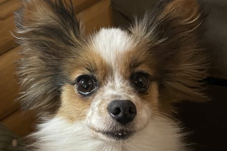 パピヨンの引退犬です。