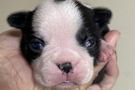 ボストンテリア