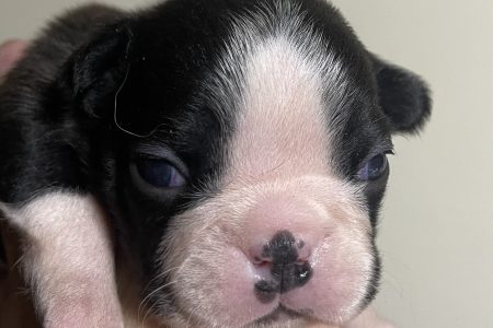 ボストンテリア