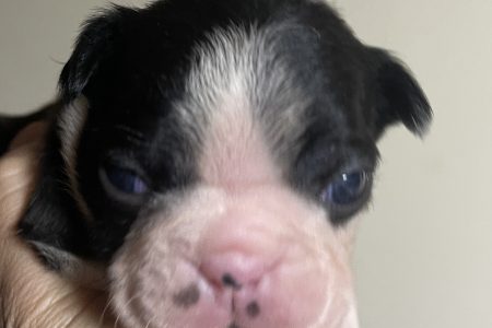 ボストンテリア