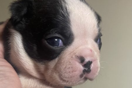 ボストンテリア